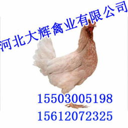 云南雞苗市場(chǎng)動(dòng)態(tài) 價(jià)格趨勢(shì)與鵝苗對(duì)比分析