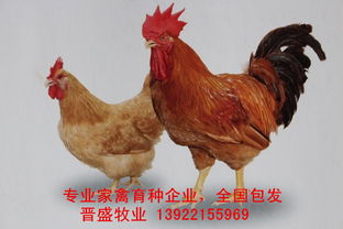 廣東省雞苗產(chǎn)業(yè) 洞察商機(jī)與把握未來(lái)