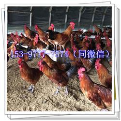 阿壩州雞苗市場(chǎng)行情分析 價(jià)格、批發(fā)與選購(gòu)指南