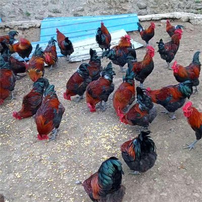 華北柴雞苗放養(yǎng)與笨雞苗脫溫飼養(yǎng)全指南——以令元柴雞苗孵化場(chǎng)為例